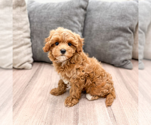 Cavapoo (Standard) Puppy for Sale in DUNDEE, Ohio USA