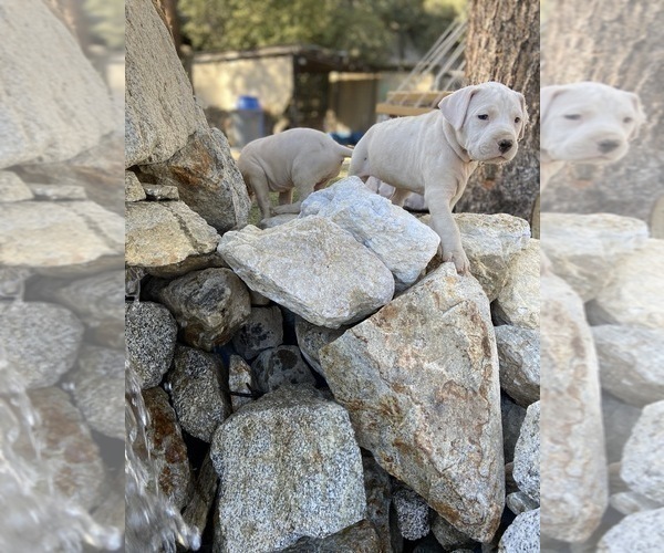 Medium Photo #10 Dogo Argentino Puppy For Sale in FRAZIER PARK, CA, USA