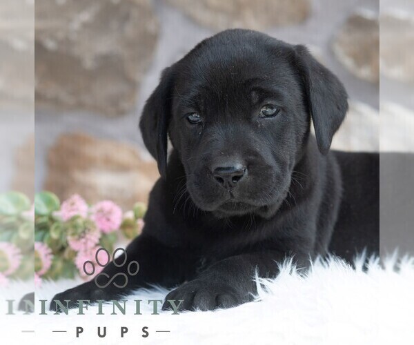 Medium Photo #4 Labrador Retriever Puppy For Sale in MIFFLINTOWN, PA, USA