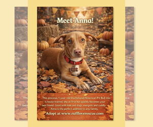 American Pit Bull Terrier-Dachshund Mix Dogs for adoption in Thomasville, NC, USA