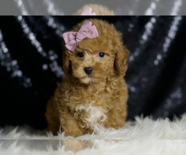 Medium Photo #3 Poodle (Miniature) Puppy For Sale in WARSAW, IN, USA