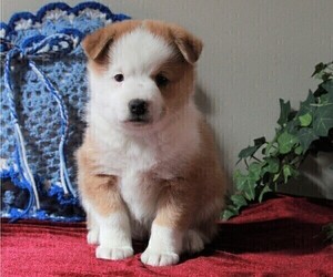 Border Collie-Pomeranian Mix Puppy for sale in FREDERICKSBURG, OH, USA