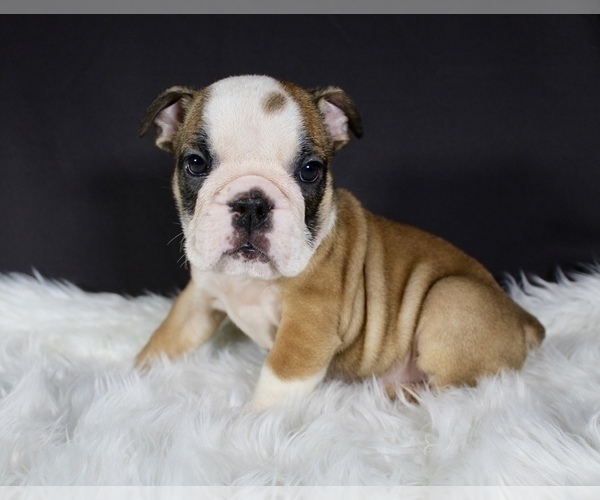 Medium Photo #2 Bulldog Puppy For Sale in LITTLE ELM, TX, USA