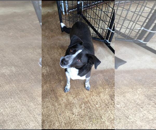 Medium Photo #1 Mutt Puppy For Sale in Poplar Bluff, MO, USA