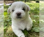 Small Photo #2 Morkie Puppy For Sale in WELLSBORO, PA, USA