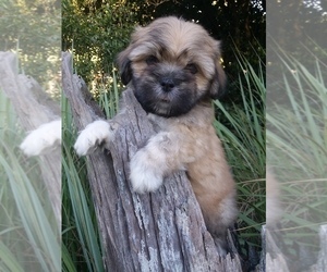 Lhasa Apso Puppy for sale in BELL, FL, USA