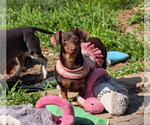 Small #1 Dachshund