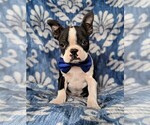 Small Photo #1 Boston Terrier Puppy For Sale in COCHRANVILLE, PA, USA