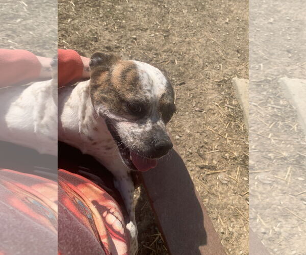 Medium Photo #3 Boston Terrier-Unknown Mix Puppy For Sale in Fairfield, IL, USA