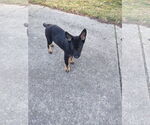 Small #1 German Shepherd Dog Mix