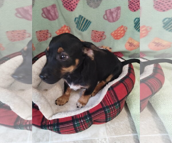 Medium Photo #3 Dachshund-Unknown Mix Puppy For Sale in York, SC, USA