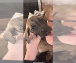 Small Photo #10 Great Dane Puppy For Sale in JOHNSTOWN, OH, USA