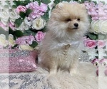 Small #96 Pomeranian