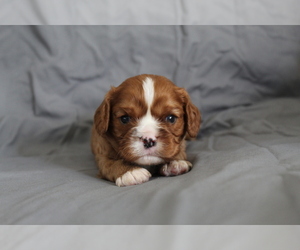 Cavalier King Charles Spaniel Puppy for sale in SPRING HILL, FL, USA