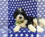 Small Photo #9 Bernedoodle (Miniature) Puppy For Sale in OXFORD, PA, USA