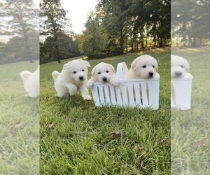 Great Pyrenees Puppy for sale in DRAKES BRANCH, VA, USA