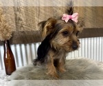 Small #1 Yorkshire Terrier