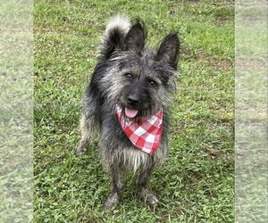 Mutt Dogs for adoption in Spring Lake, NJ, USA