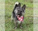 Jeter - Male Mutt Dog for Adoption - Small photo