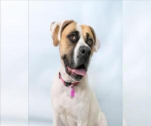 Boxer-Bullmastiff Mix Dogs for adoption in Fort Collins, CO, USA
