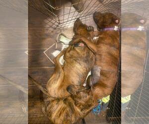 Tommy - Male Mutt Dog for Adoption - Photo #6