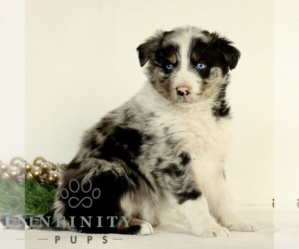 Medium Photo #4 Australian Shepherd Puppy For Sale in LANCASTER, PA, USA