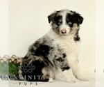 Small #3 Australian Shepherd