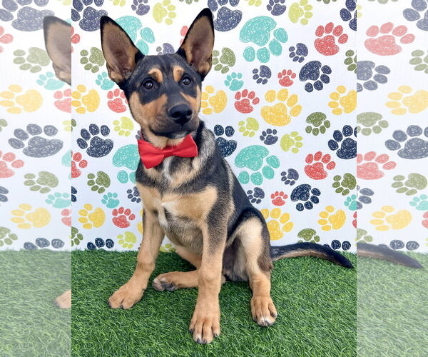Medium Photo #13 Gerberian Shepsky Puppy For Sale in Corona, CA, USA