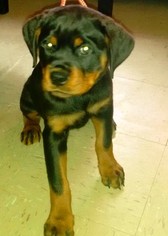 Rottweiler Puppy for sale in STATEN ISLAND, NY, USA
