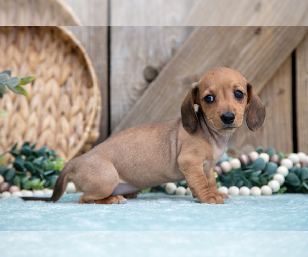 Medium Photo #21 Dachshund Puppy For Sale in GREENWICH, OH, USA