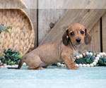 Small Photo #21 Dachshund Puppy For Sale in GREENWICH, OH, USA