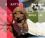 Small #2 Goldendoodle (Miniature)
