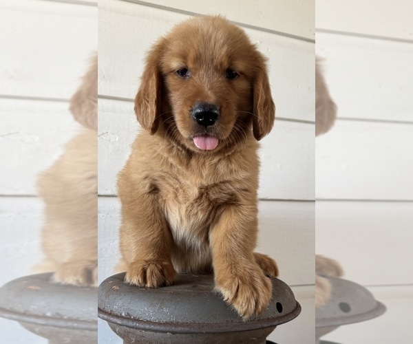 Medium Photo #1 Golden Retriever Puppy For Sale in COSHOCTON, OH, USA