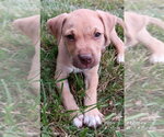 Small #3 Labrador Retriever Mix