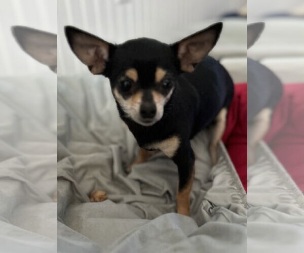 Medium Photo #2 Chihuahua Puppy For Sale in Pacolet, SC, USA