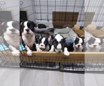 Small Photo #11 Faux Frenchbo Bulldog Puppy For Sale in COFFEYVILLE, KS, USA