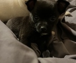 Puppy 2 Chihuahua