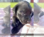 Small Photo #5 Labrador Retriever Puppy For Sale in MURRAY, IA, USA