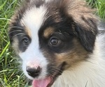 Small #10 Miniature American Shepherd