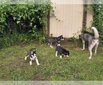 Small Photo #38 Siberian Husky Puppy For Sale in ALTON, IL, USA