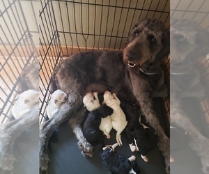 Mother of the Goldendoodle puppies born on 10/08/2021