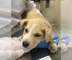 Labrador Retriever-Unknown Mix Dogs for adoption in Conroe, TX, USA