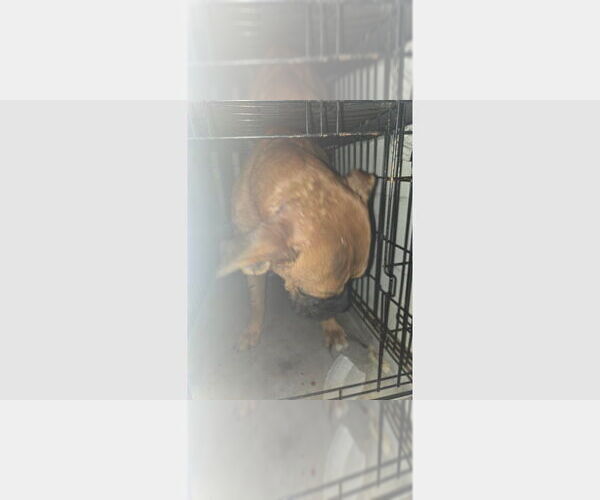 Medium Photo #1 Boxer Puppy For Sale in Austin, TX, USA
