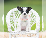 Small #1 Chihuahua