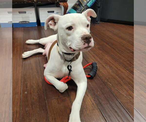 Medium Photo #1 Mutt Puppy For Sale in Holly Springs, NC, USA