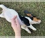 Small Photo #3 Basset Hound Puppy For Sale in LAWRENCEBURG, TN, USA