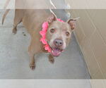 Small #2 American Pit Bull Terrier Mix
