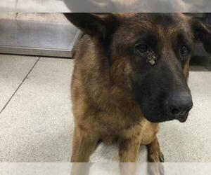 German Shepherd Dog Dogs for adoption in Riverside, CA, USA