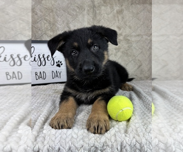Medium Photo #5 German Shepherd Dog Puppy For Sale in INDIANAPOLIS, IN, USA