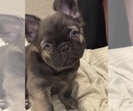 Small #1 French Bulldog